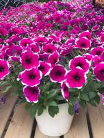 How to plant the seeds of Petunia bought back