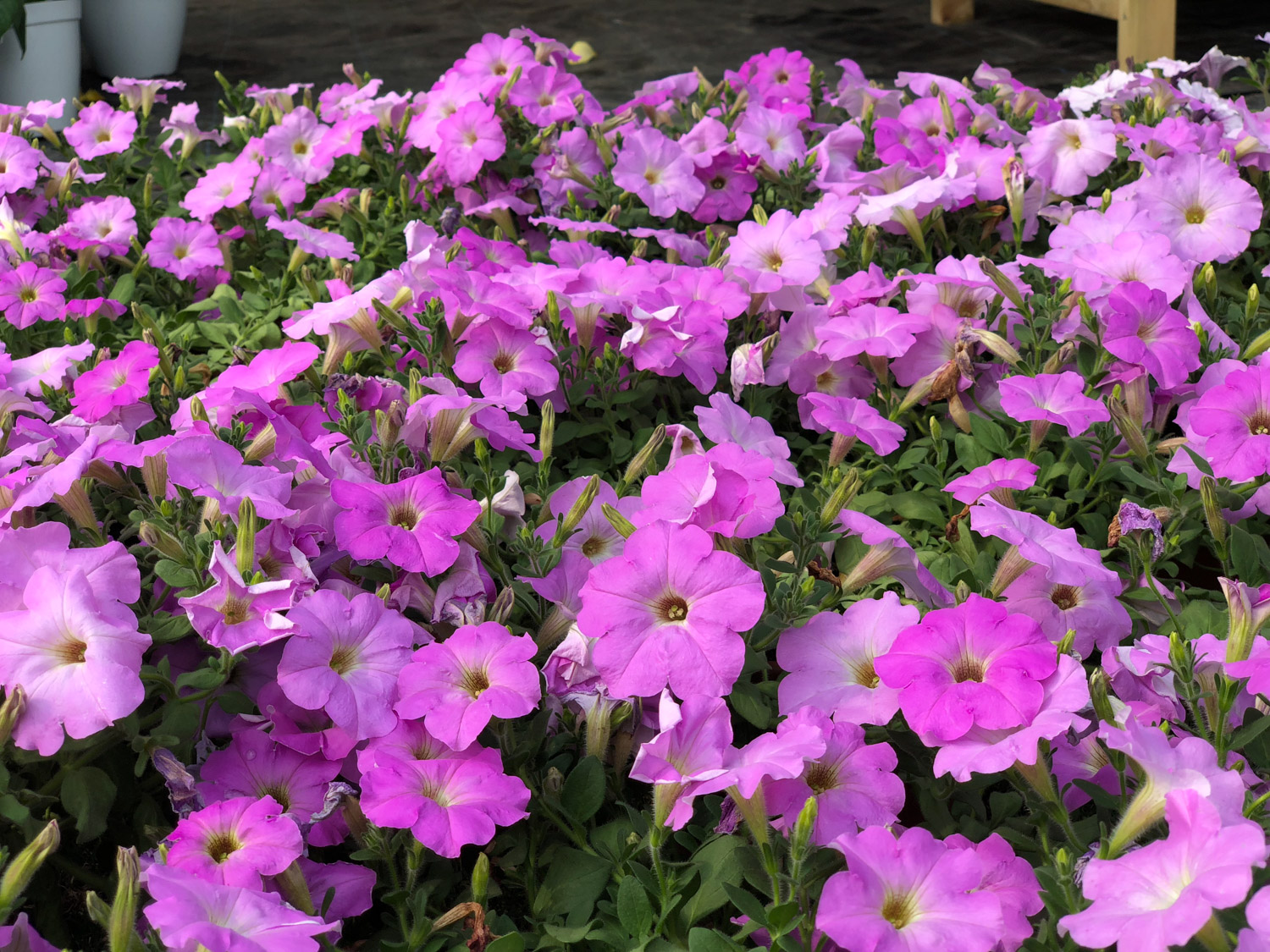 Petunia hybrida