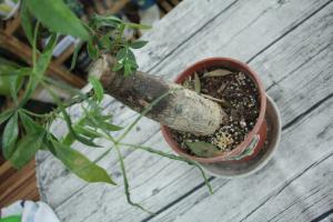 how to plant fritillaria in pots