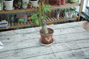 how many shasta daisy plants per pot
