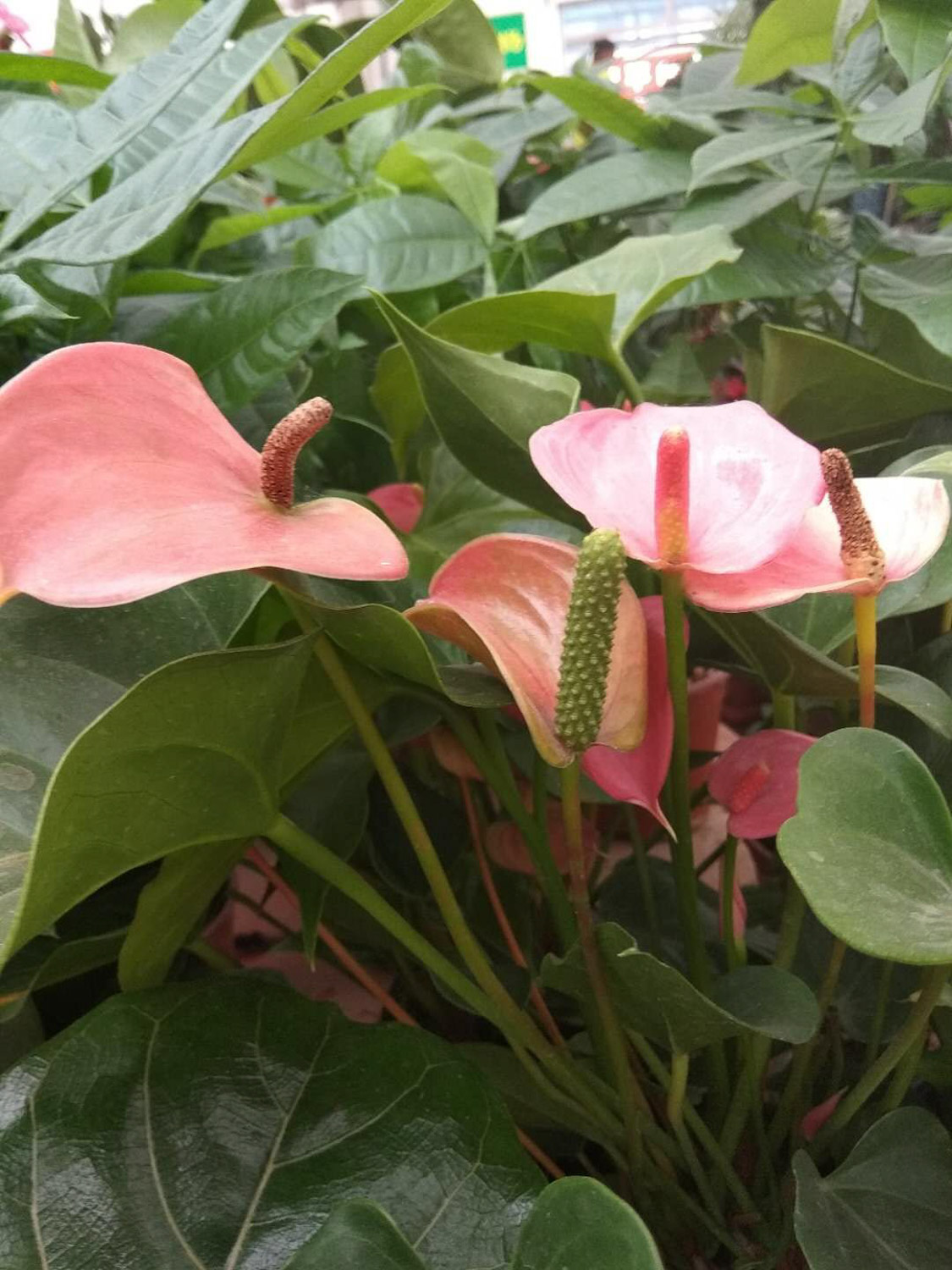 Anthurium