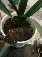how to plant bearded iris bulbs in pots