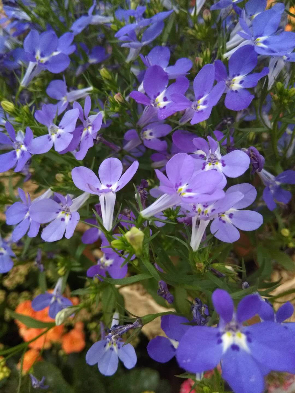 Garden Lobelia