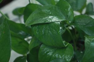 How to turn hydroponic green pineapple into soil culture? Just four simple steps!