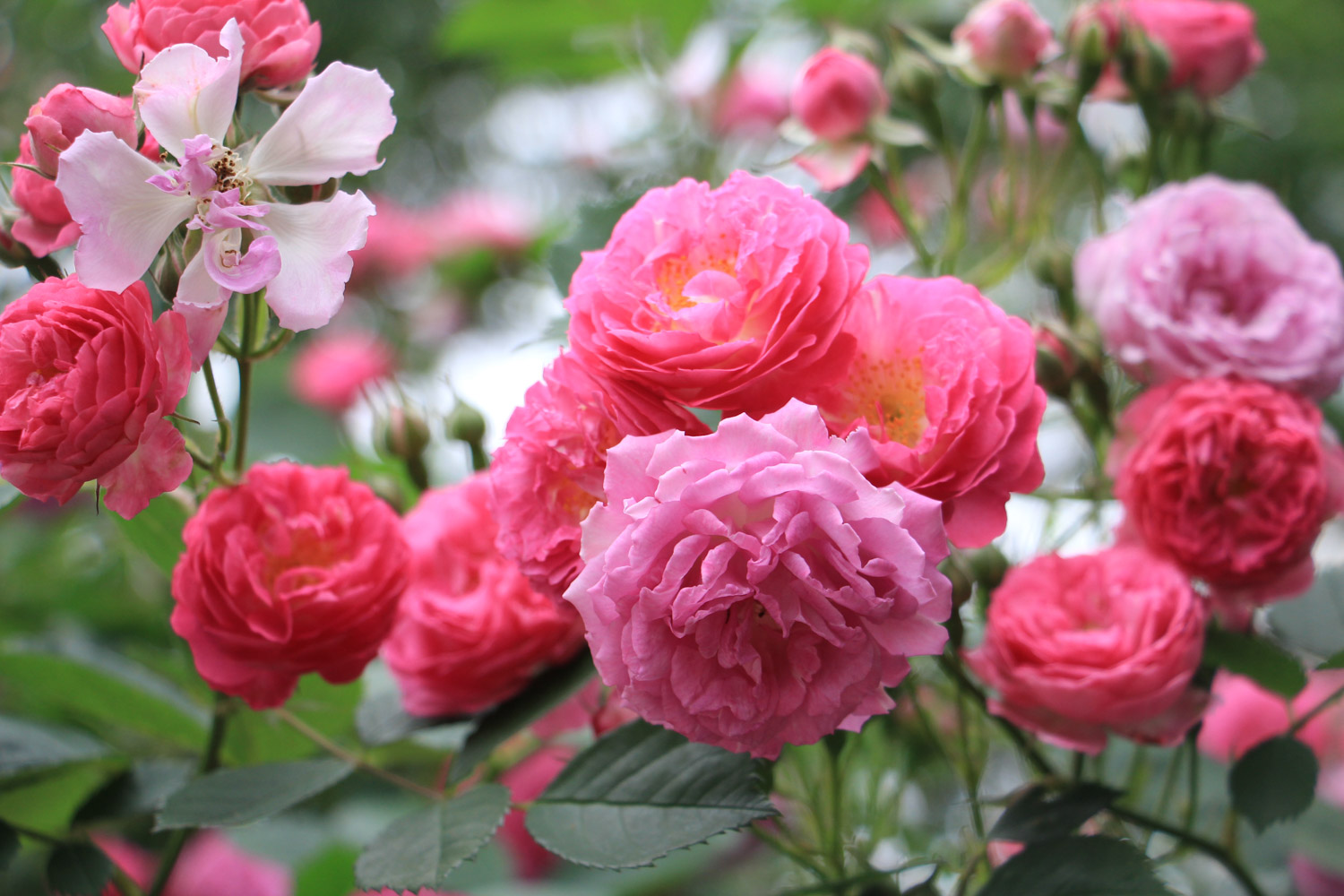 rose