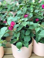 When is the best time for pruning triangular plum