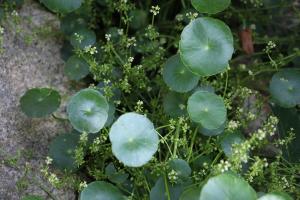 The copper coin grass raised at home is dying, so it can be saved