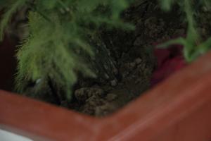 His asparagus has become fine. The leaves never turn yellow. It's not a problem to climb all over the ceiling!