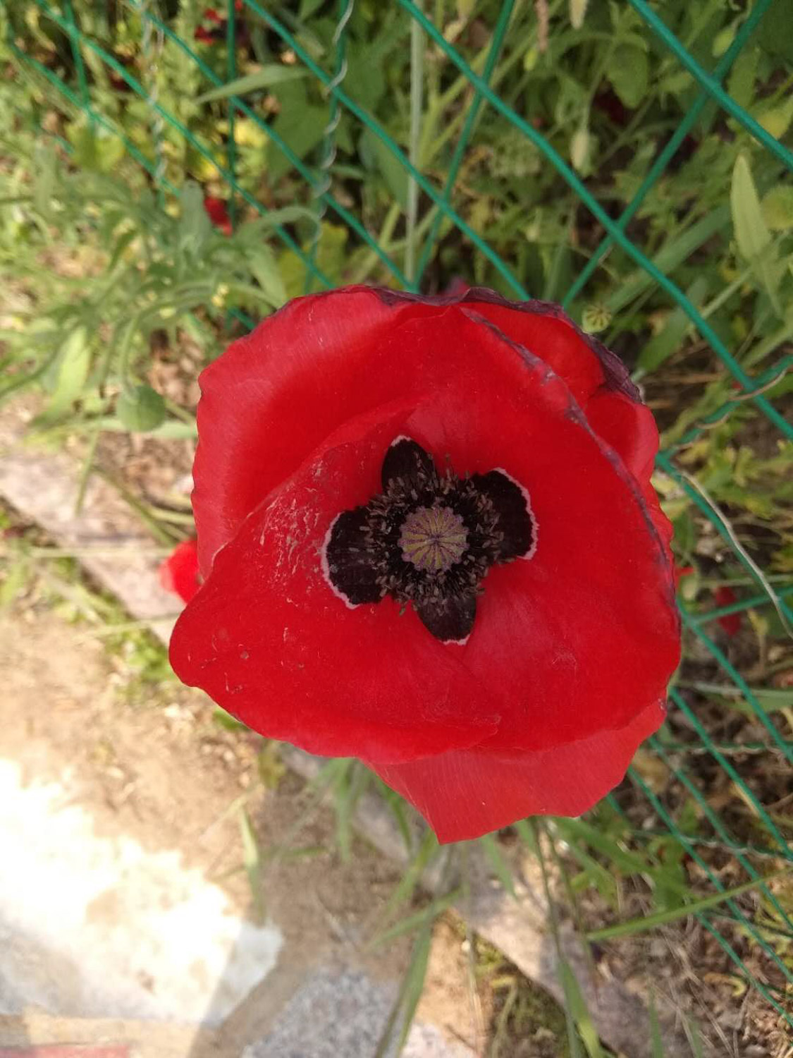 corn poppy