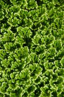 How does Selaginella reproduce