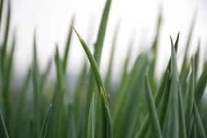 Can sesame oil and scallion leaves also raise flowers? Don't tease me