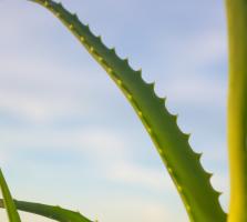 How to transplant Aloe by plant