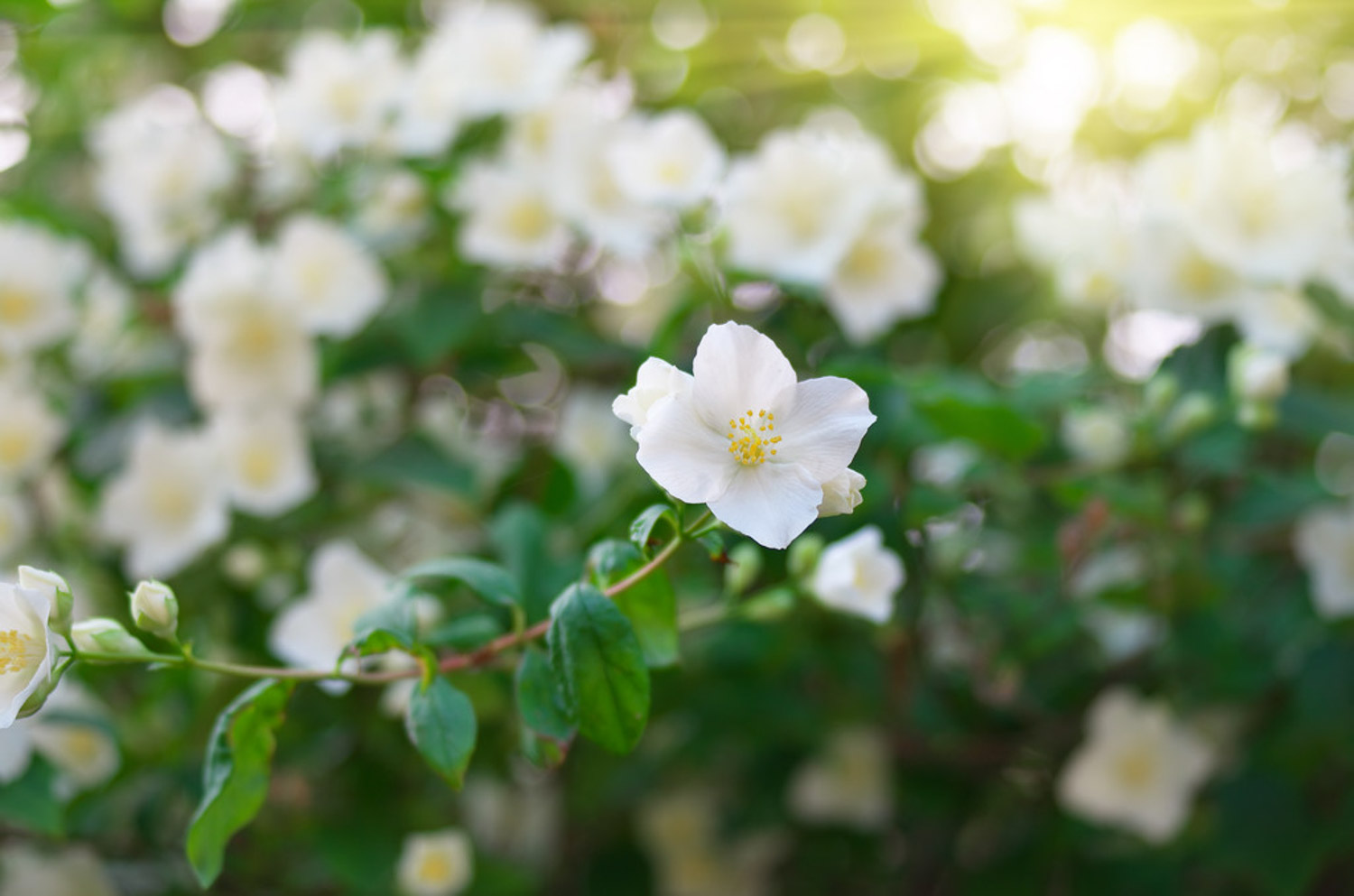 Mountain plum blossom