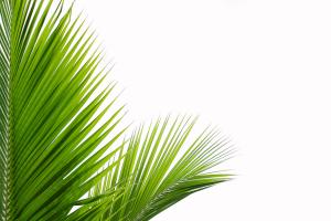 How to plant Cycas seeds