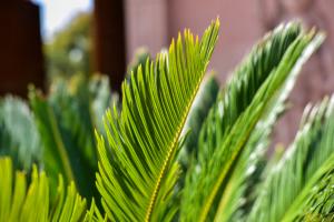 How to fertilize Cycas