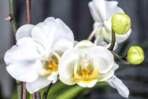 Key points of Phalaenopsis flowering maintenance