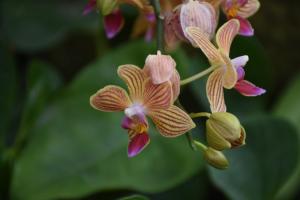 How does Phalaenopsis flower