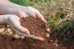 Don't buy any more soil for raising flowers. Just go out and dig some. It's easy to use and save money!