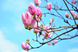 How to prune Magnolia