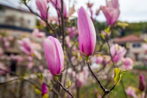 How does Magnolia grandiflora breed