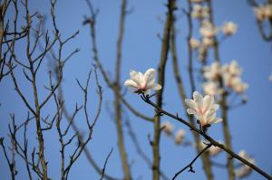 How to sow Magnolia grandiflora