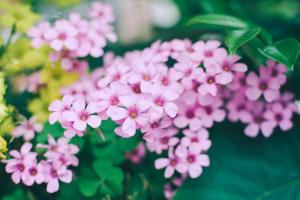 how can you tell male pot plants from female