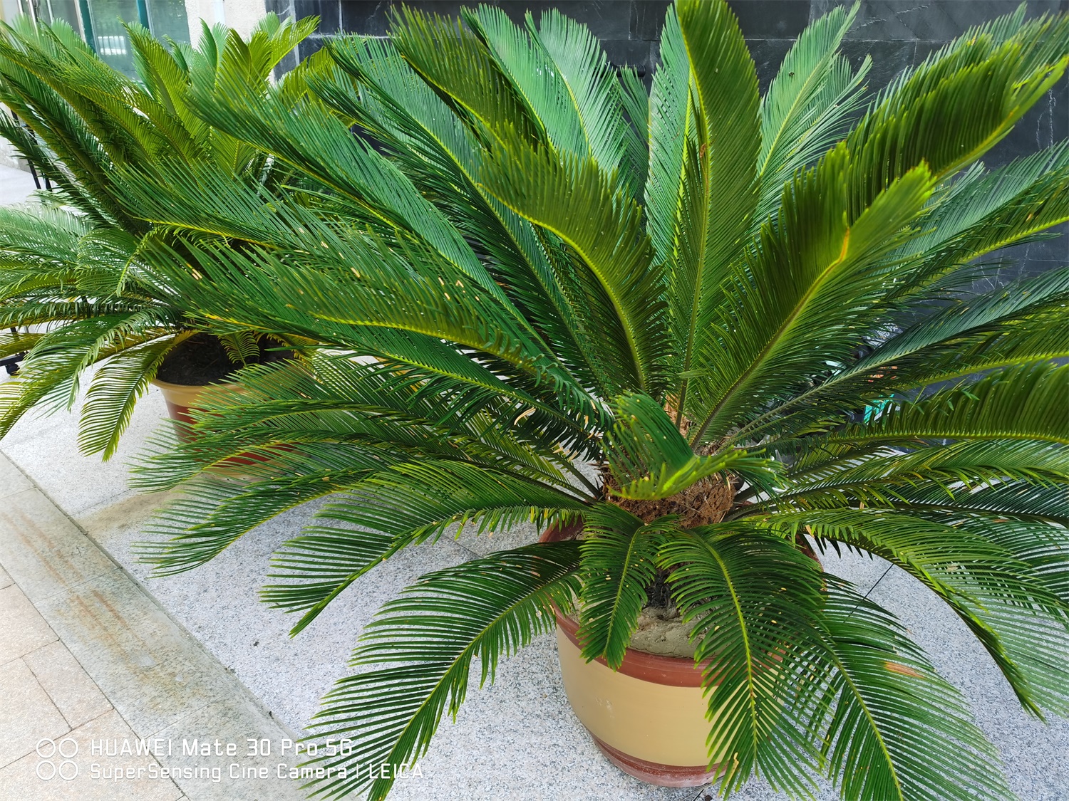 Cycas