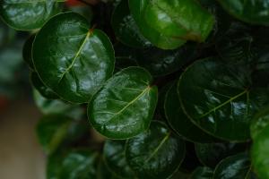 How to water the Flos fordii