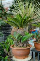 Cultivation method of potted Cycas with beautiful leaf shape