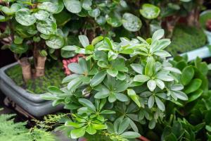 how to plant oriental lily bulbs in pots