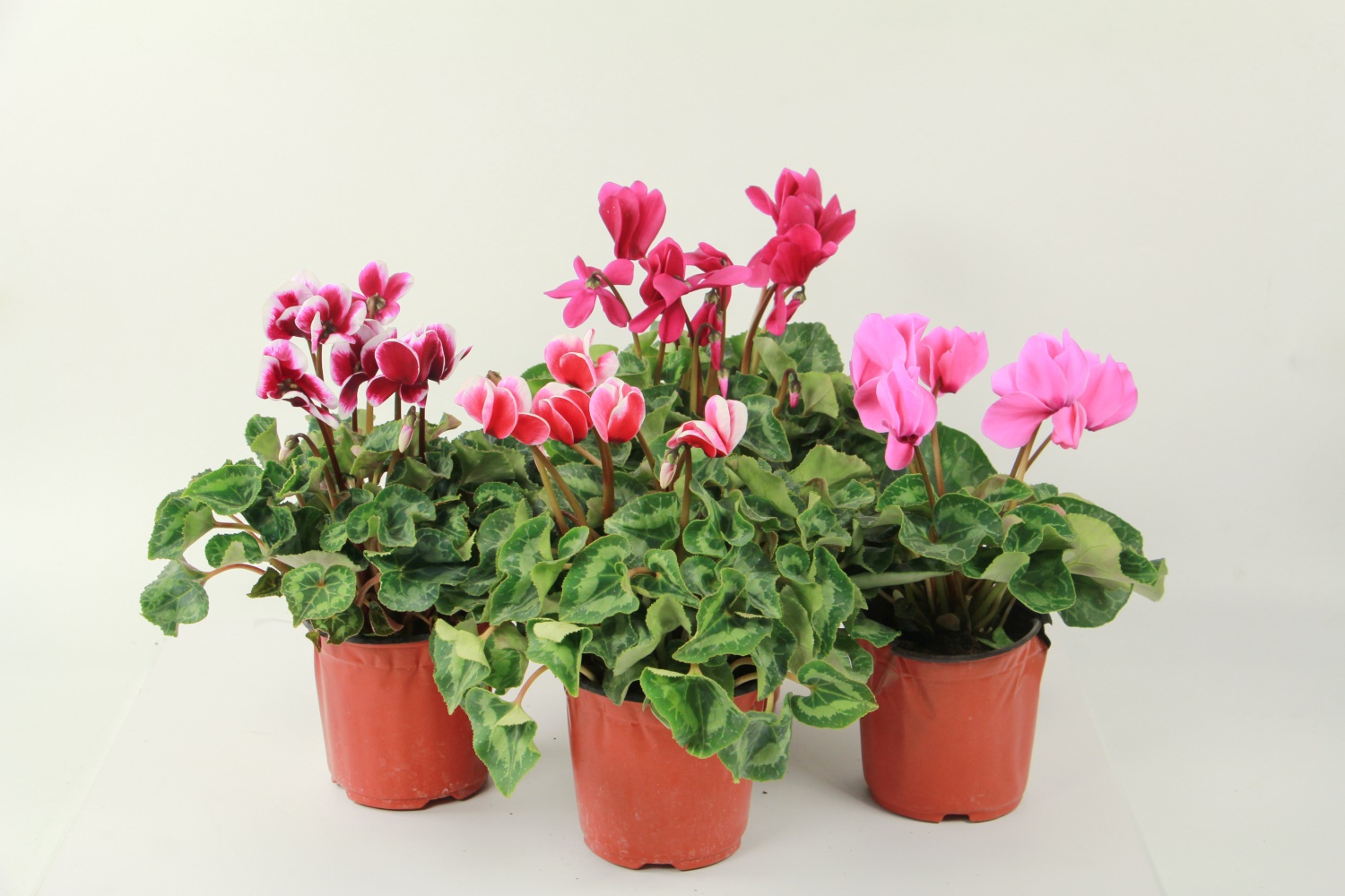 Cyclamen