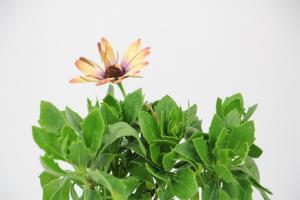 How does the blue eye chrysanthemum spend the winter