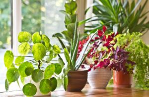 are snake plants good for bedroom
