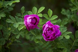 How to raise roses? They can flourish