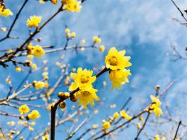 What about the flower buds of Chimonanthus praecox