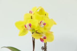 Flowering maintenance of Phalaenopsis