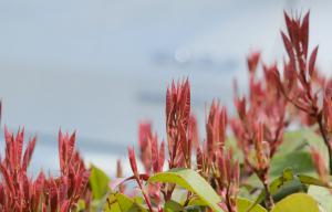 Pruning method of Photinia rubra