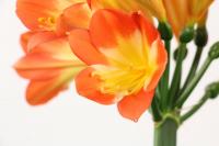 does scotts hyponex work for pot plants