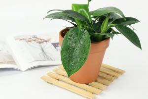 how to grow rubber tree plant indoors