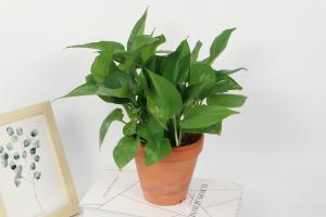 how does the ph of water affect bean plant growth