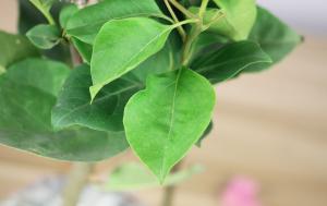 how long to water broccoli plants for seeds to mature