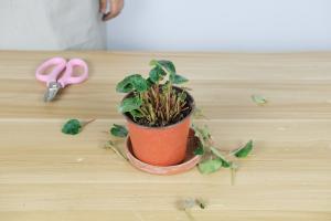 when to plant potted blueberries