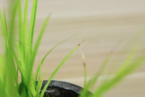 How to fertilize calamus