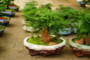 how far north can you plant avocado tree