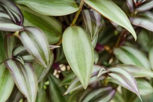 What if the leaves of hanging bamboo plum become soft