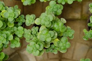 how to keep bugs out of outdoor potted plants