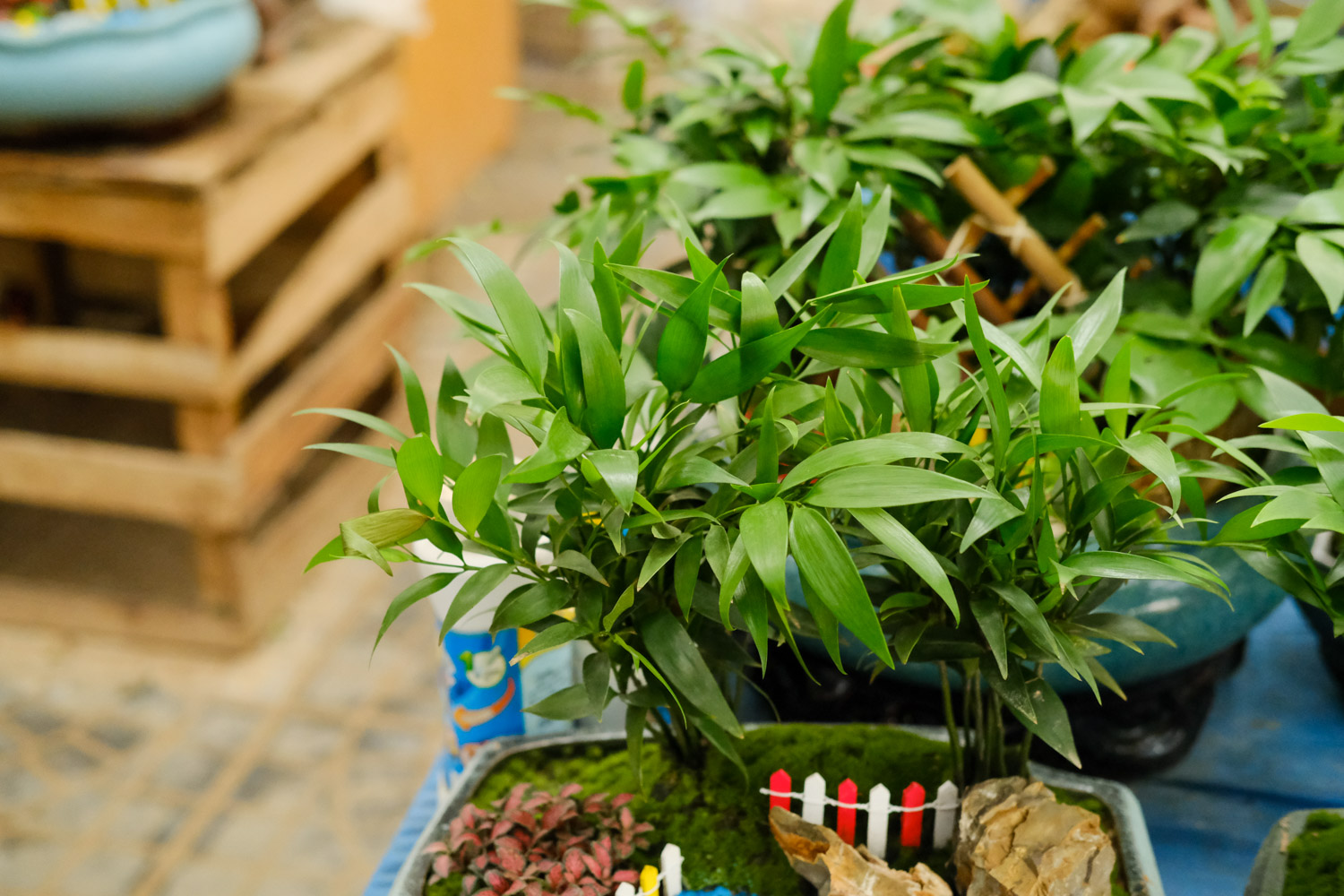 Podocarpus Nagi