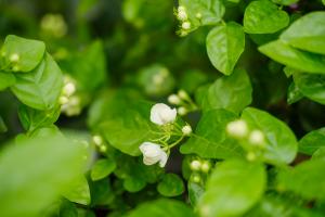 Jasmine blooms one after another, and it can't stop at all. The fragrance can be smelled by neighbors!