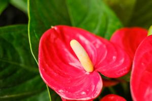 What if Anthurium andraeanum in hydroponic culture doesn't bloom