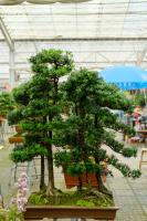 How to plant seeds of Pinus grosvenorii